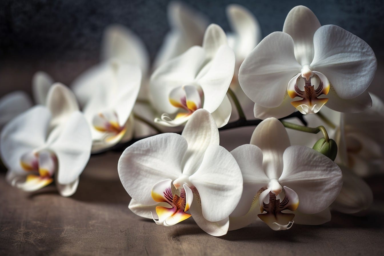 Descubre el poder espiritual de las orquídeas blancas: significado y simbolismo | Soy Espiritual