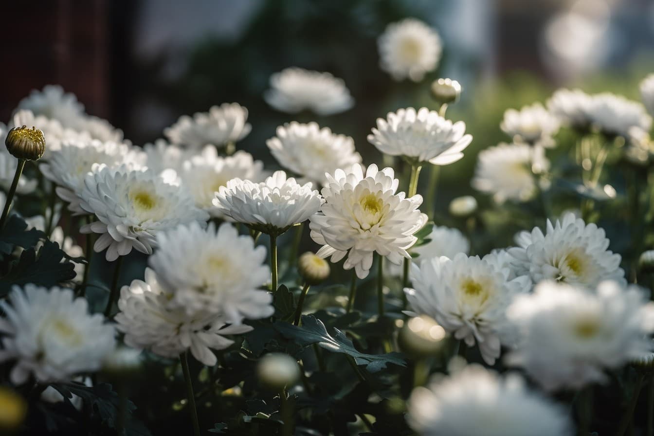 White Chrysanthemums cinematic light taken with nikon D d5d59470 8767 45e1 b014 ba487189ac60