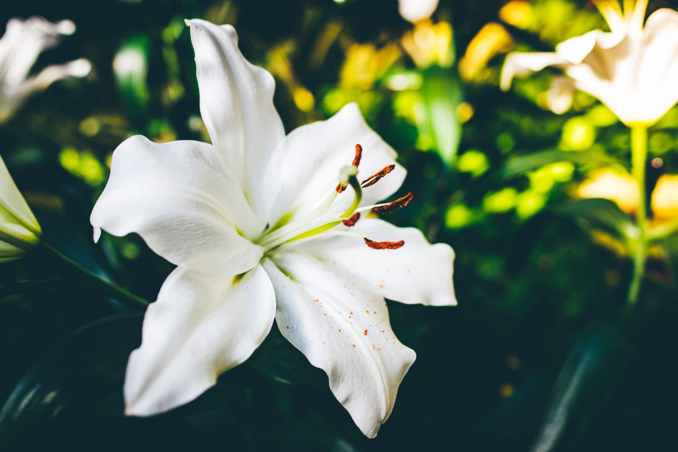 Despertando el Espíritu: El mágico significado espiritual de la Flor de Lirium | Soy Espiritual