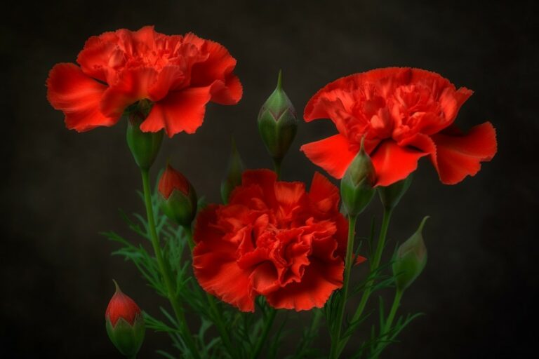 El Secreto de los Claveles Rojos: Descubriendo su Significado Espiritual