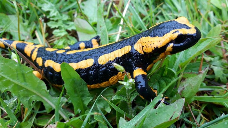 Descubre el fascinante simbolismo de la salamandra como animal de poder