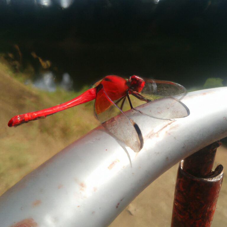 El fascinante significado espiritual de la libélula roja: descubre el poder oculto detrás de este enigmático ser alado