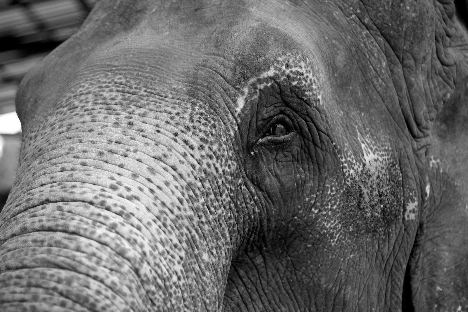 Descubre el simbolismo detrás del Elefante Blanco: un significado espiritual profundo