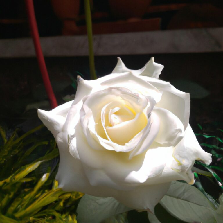 La belleza del alma: descubriendo el significado espiritual de las rosas blancas
