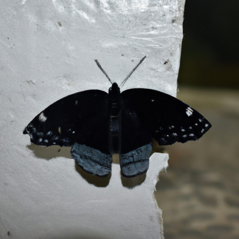 Mariposa Negra: Desentrañando el Misterioso Significado Espiritual de este Enigmático Ser Alado