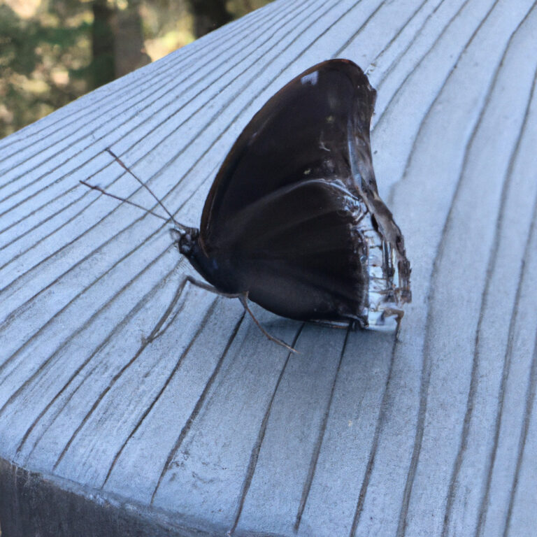 Mariposa Negra en Japón: Descubre el Fascinante Significado Espiritual de este Misterioso Símbolo