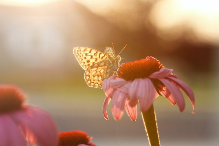 Desvelando el misterio de la mariposa dorada: ¡Descubre su asombroso significado espiritual!