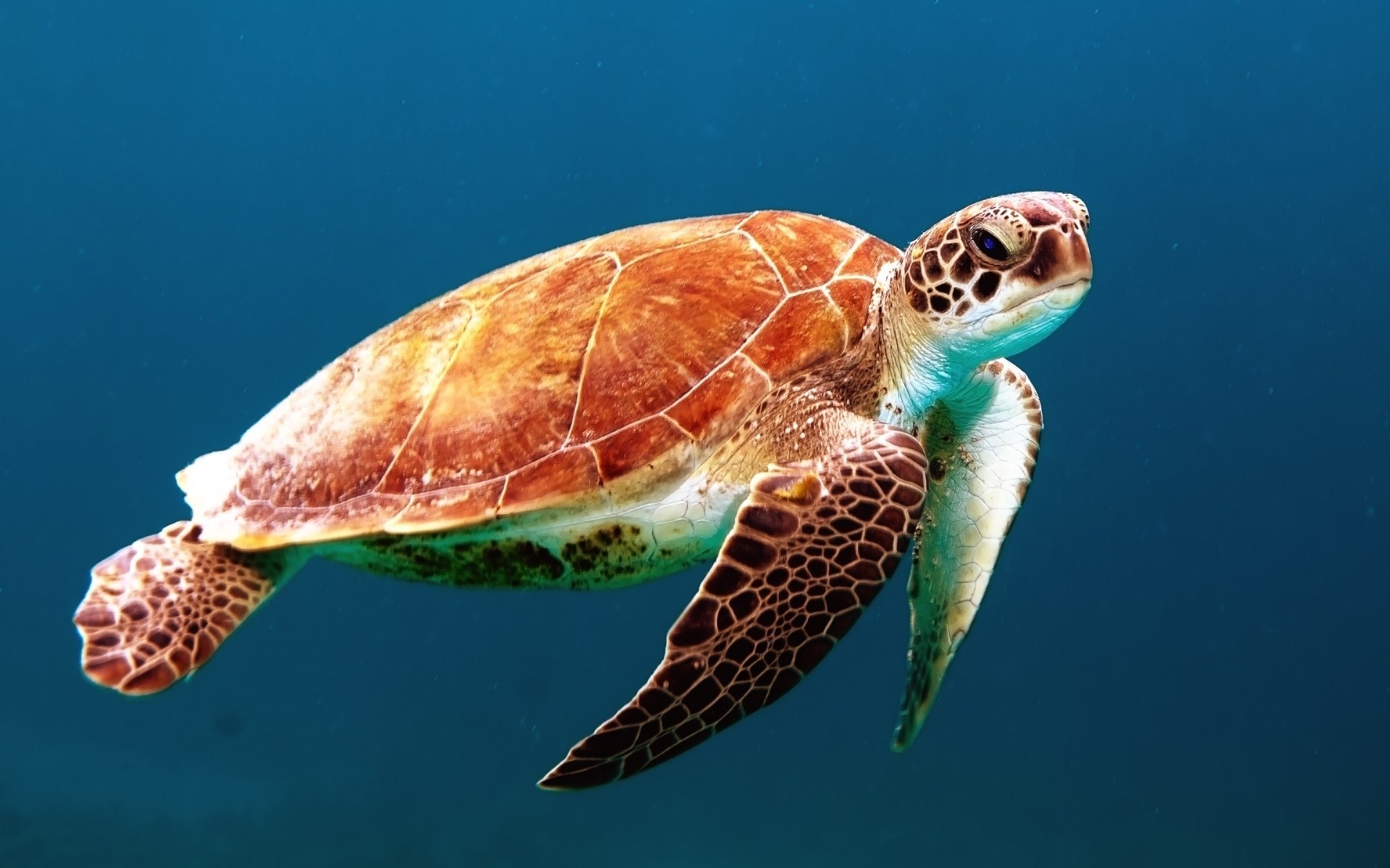 La sabiduría ancestral de la tortuga: Descubre su simbología en el mundo de los Animales de poder | Soy Espiritual
