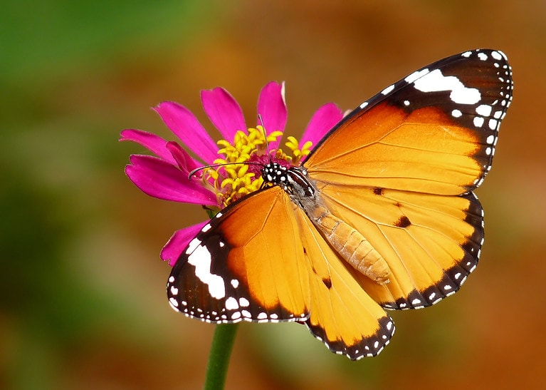 El fascinante vuelo de la mariposa tigre: Descubre su poderoso significado espiritual y cómo impacta en tu vida