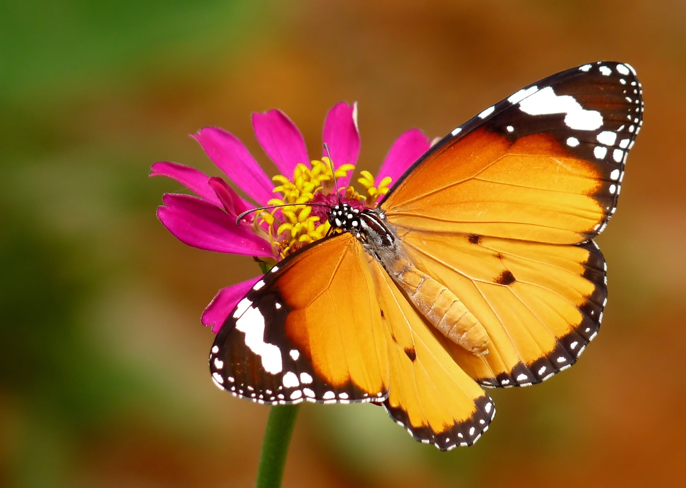 El fascinante vuelo de la mariposa tigre: Descubre su poderoso significado espiritual y cómo impacta en tu vida | Soy Espiritual