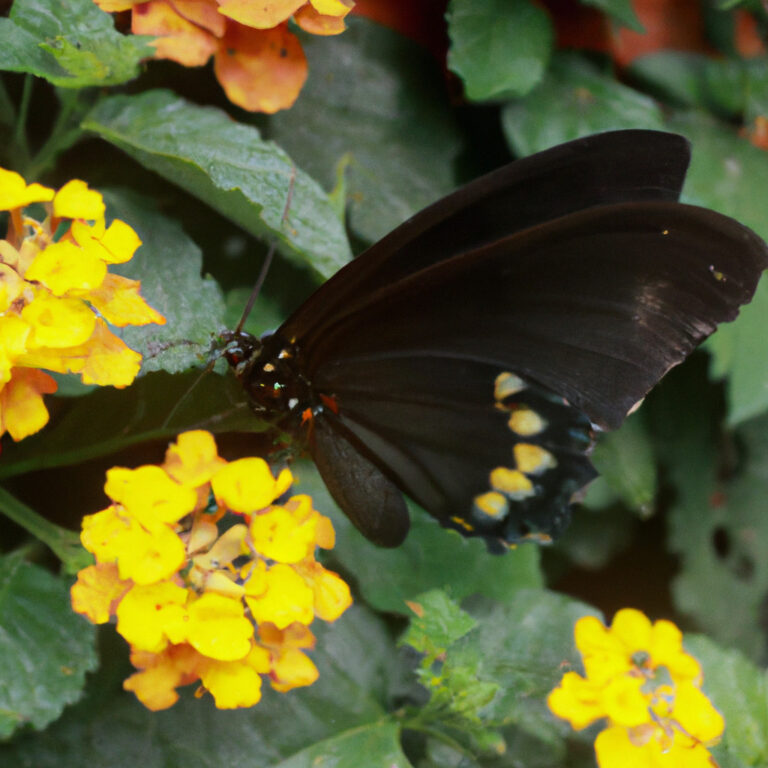 Descubre el fascinante significado espiritual de la mariposa negra y amarilla: un mensaje transformador que cambiará tu vida
