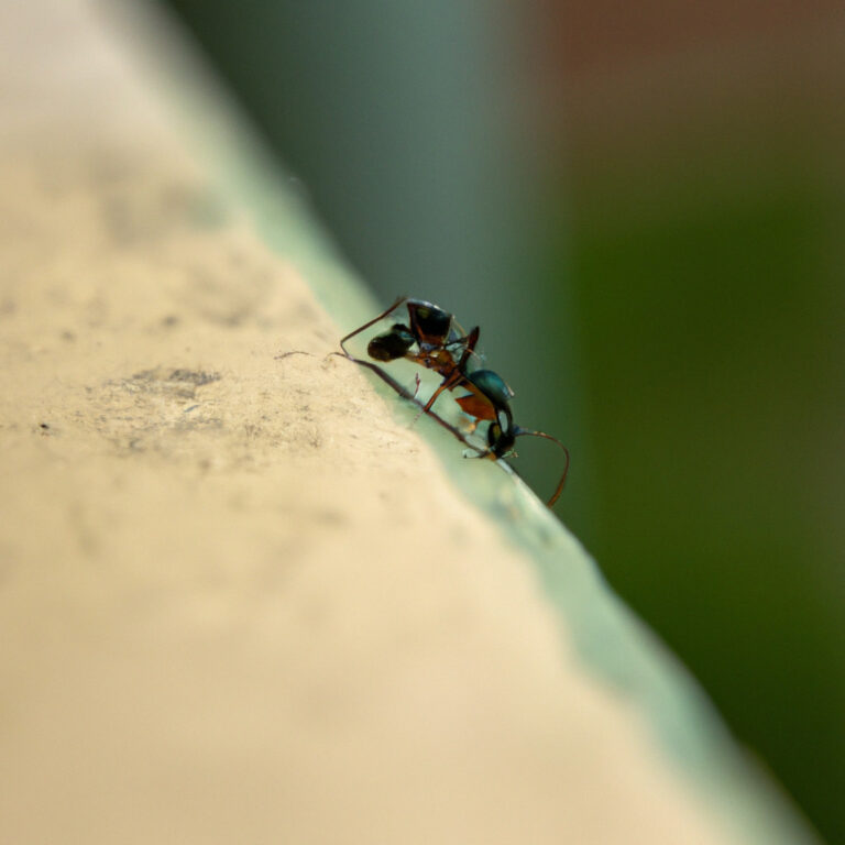 Descubre el increíble simbolismo de la hormiga como animal de poder