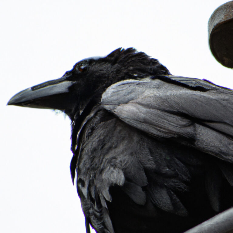 El enigmático simbolismo del cuervo: un poderoso animal de poder