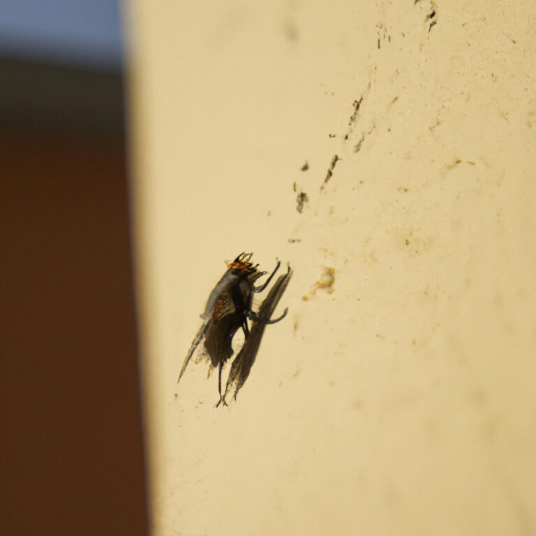 El inesperado simbolismo de la mosca: descubre su significado como animal de poder en tu vida