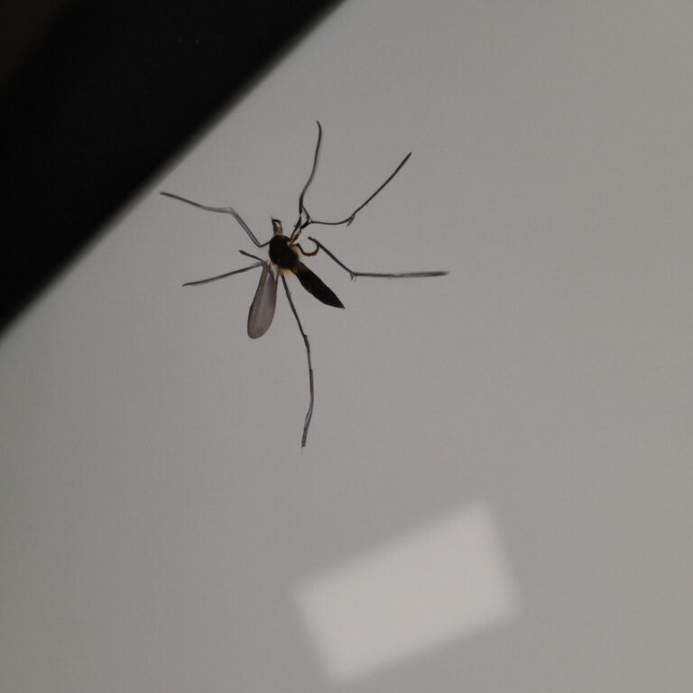 El misterioso simbolismo de los mosquitos como animales de poder