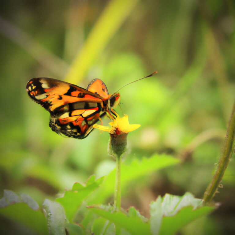 El poder transformador de la mariposa: descubre su simbolismo en el mundo animal
