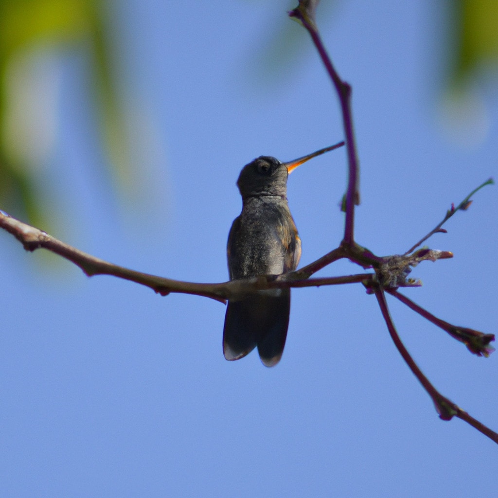 La magia del colibrí: La fuerza simbólica de uno de los animales de poder más fascinantes | Soy Espiritual