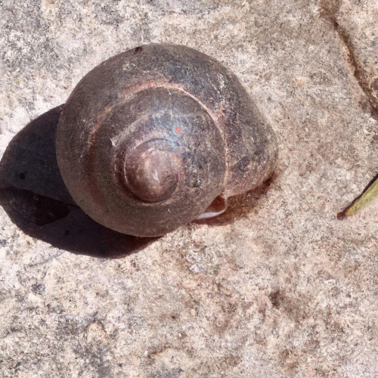 El caracol como animal de poder y su simbolismo en diferentes culturas
